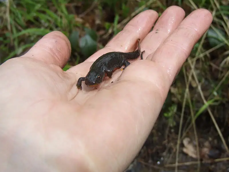 I_alpestris_f1.jpg I_alpestris_f1.jpg