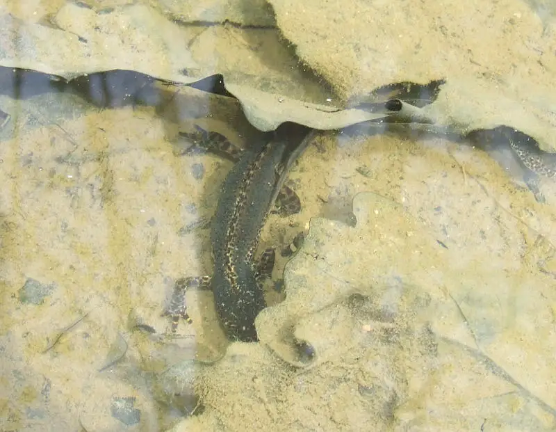 I_alpestris_m1.jpg I_alpestris_m1.jpg