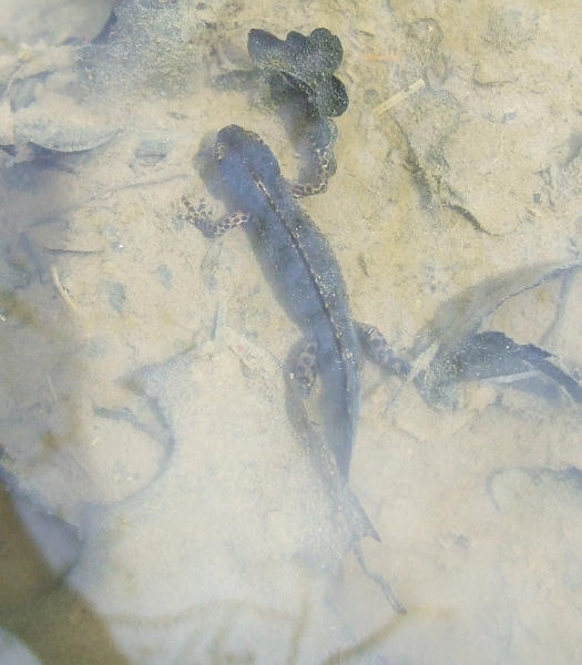 I_alpestris_m2.jpg I_alpestris_m2.jpg