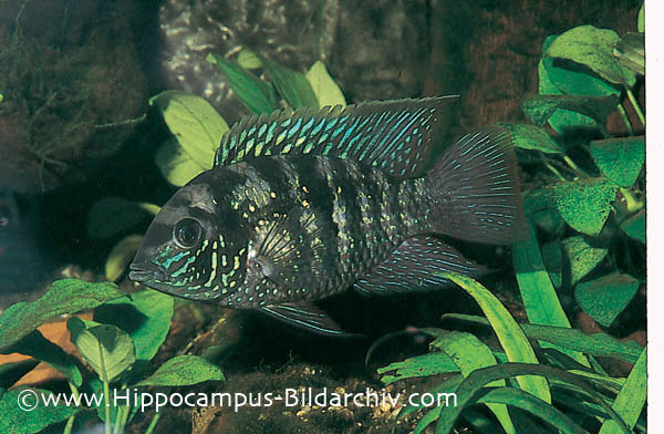 elleve nominelt Miljøvenlig Andinoacara pulcher – Blue Acara — Seriously Fish