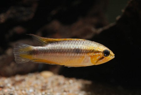 Apistogramma agassizii – Agassizi’s Dwarf Cichlid, Agassiz ...