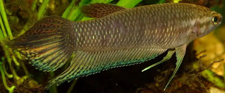 Betta simorum — Seriously Fish