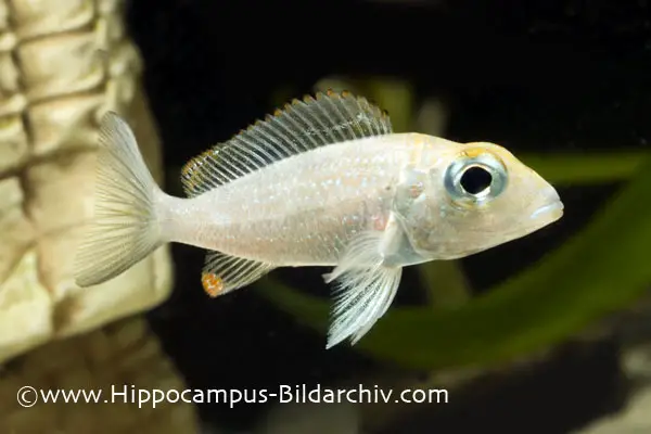 Callochromis macrops (Bigeyed Mouthbrooder) — Seriously Fish
