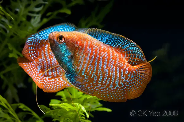gourami fish male female difference