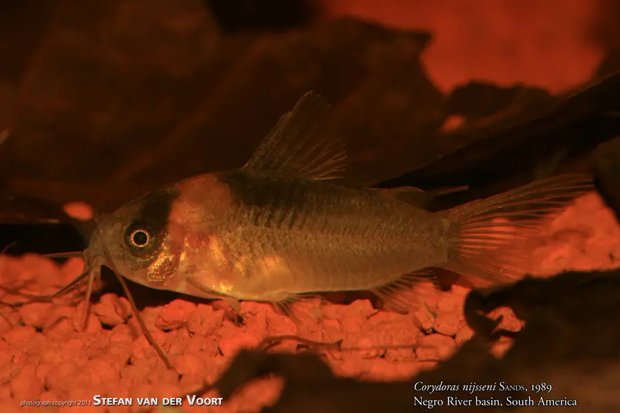 Corydoras nijsseni (Nijssen's Cory) — Seriously Fish