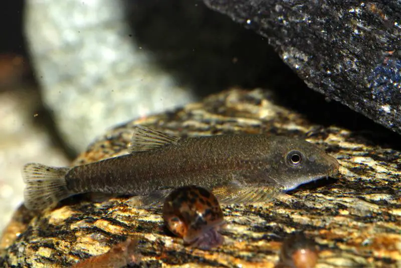 Erromyzon sp. ‘ER01’ — Seriously Fish