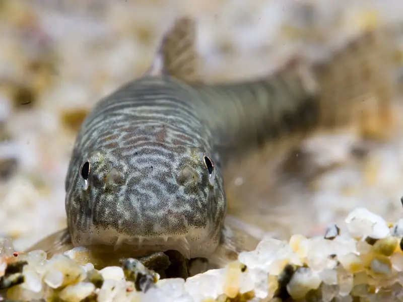 Erromyzon sinensis (Protomyzon sinensis) — Seriously Fish