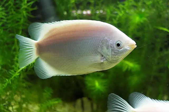 Helostoma temminkii (Kissing Gourami) — Seriously Fish