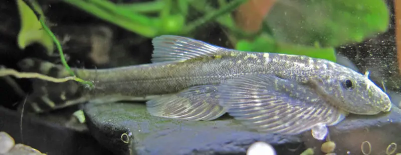 Hemimyzon formosanus (Homaloptera formosana, Homaloptera taiwanica