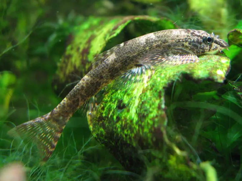 Homalopteroides smithi (Homaloptera lineata, Homaloptera smithi