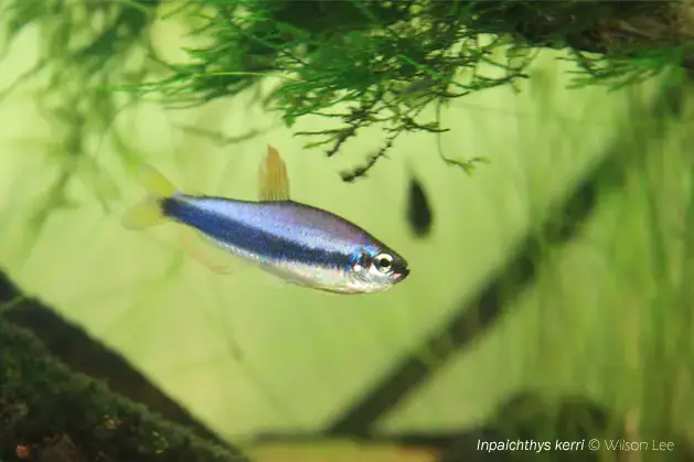 Inpaichthys kerri (Purple Emperor Tetra) — Seriously Fish