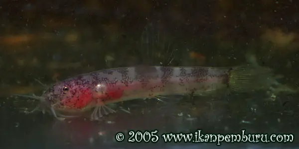Kottelatlimia katik (Lepidocephalichthys katik) — Seriously Fish
