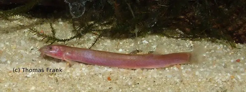 Kuhli Loach - Acantophthalmus (pangio) kuhli