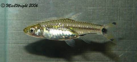 Rasbosoma spilocerca (Dwarf Scissortail Rasbora) — Seriously Fish