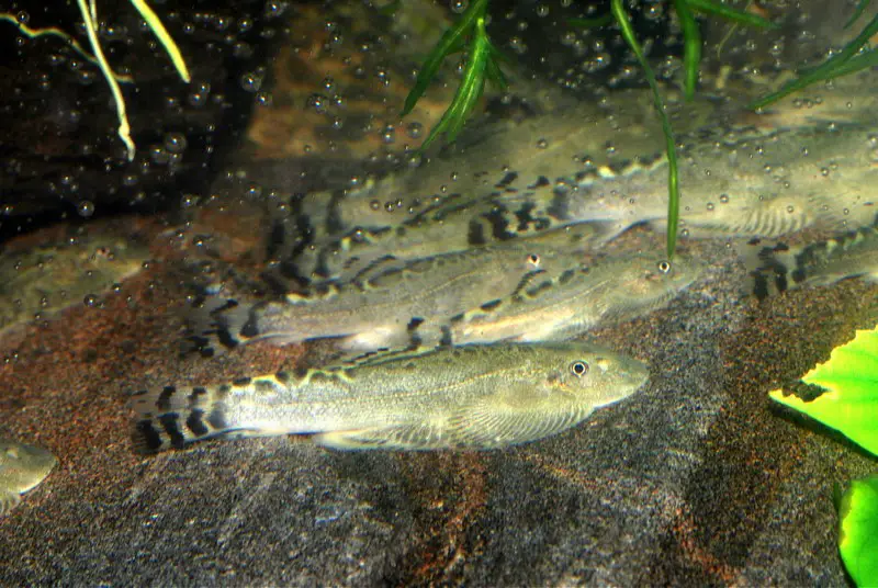 Sinogastromyzon Puliensis Seriously Fish - 