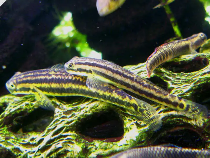 rainbow goby care