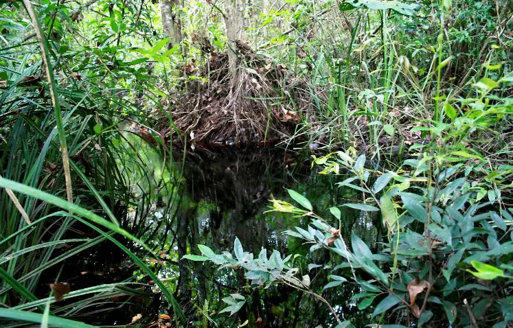 Sundadanio axelrodi — Seriously Fish