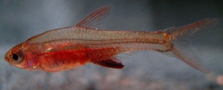 Sundadanio axelrodi — Seriously Fish