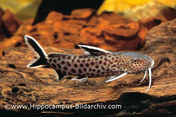 Synodontis petricola (Dwarf Lake Synodontis, False Cuckoo Synodontis) —  Seriously Fish
