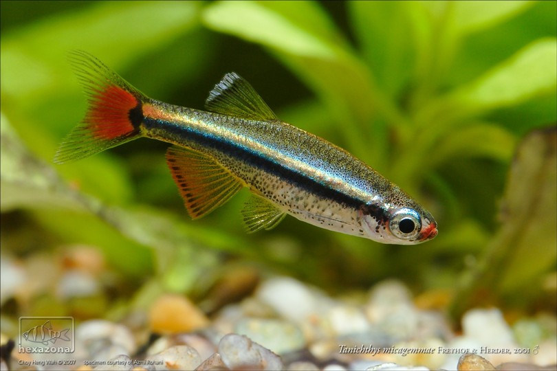 Tanichthys micagemmae — Seriously Fish