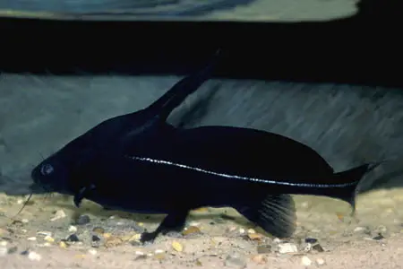 Bagrichthys macracanthus – Black Lancer — Seriously Fish
