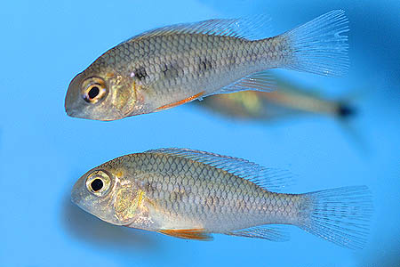 Crenicara latruncularium — Seriously Fish