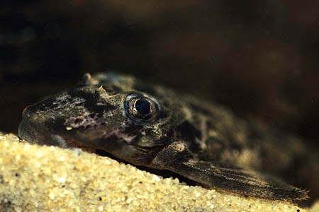 Dekeyseria brachyura (Butterfly Plec, L168) — Seriously Fish