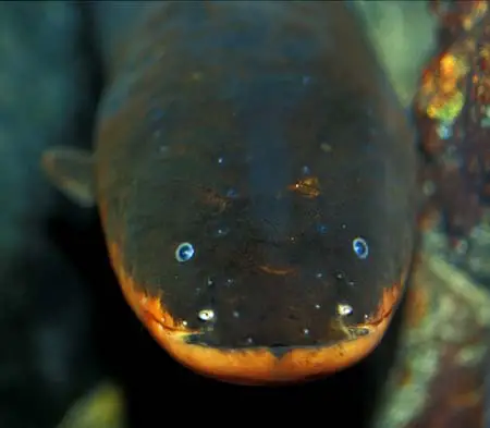 Electrophorus electricus (Electric Eel) — Seriously Fish