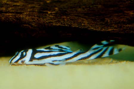 Hypancistrus zebra – Zebra Plec, L046, L098 — Seriously Fish