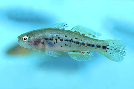 purple spotted gudgeon care