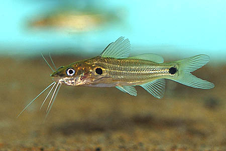 Mystus bleekeri (Day's Mystus) — Seriously Fish