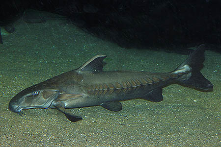 Oxydoras niger (Ripsaw Catfish) — Seriously Fish