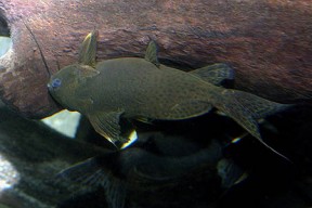 Synodontis nigrita (False Upside-down Catfish) — Seriously Fish