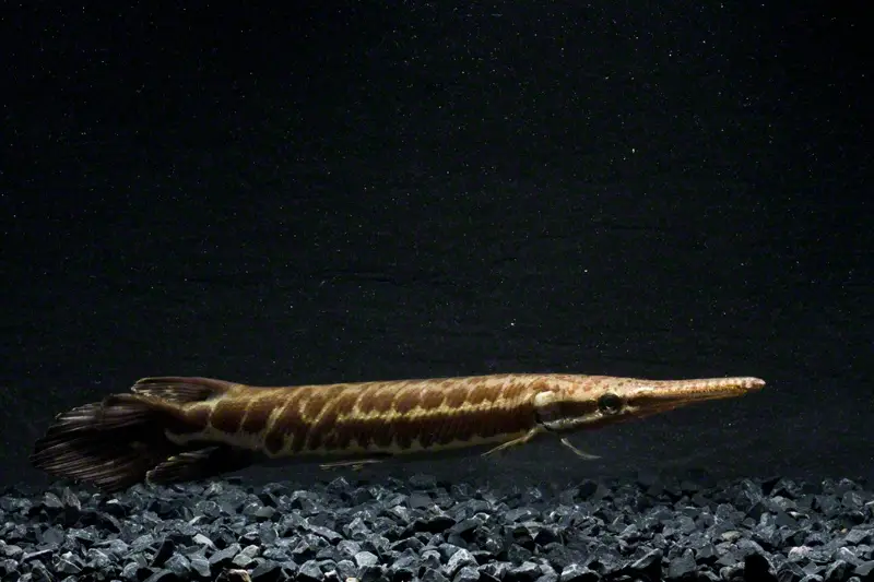 tropical gar fish