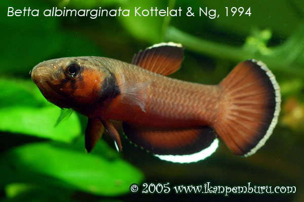 Betta albimarginata — Seriously Fish