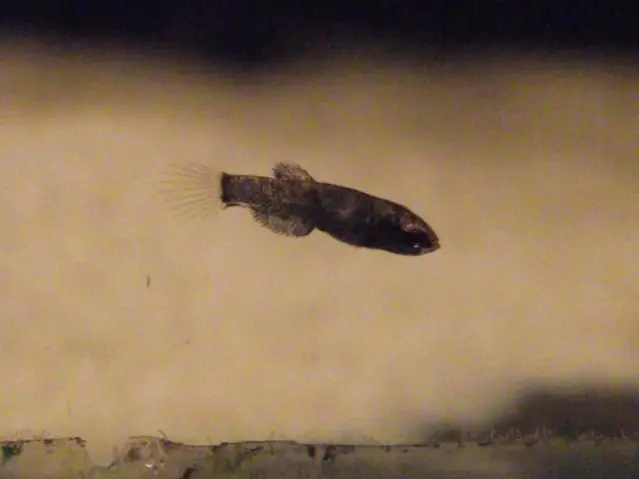 Betta Albimarginata Seriously Fish