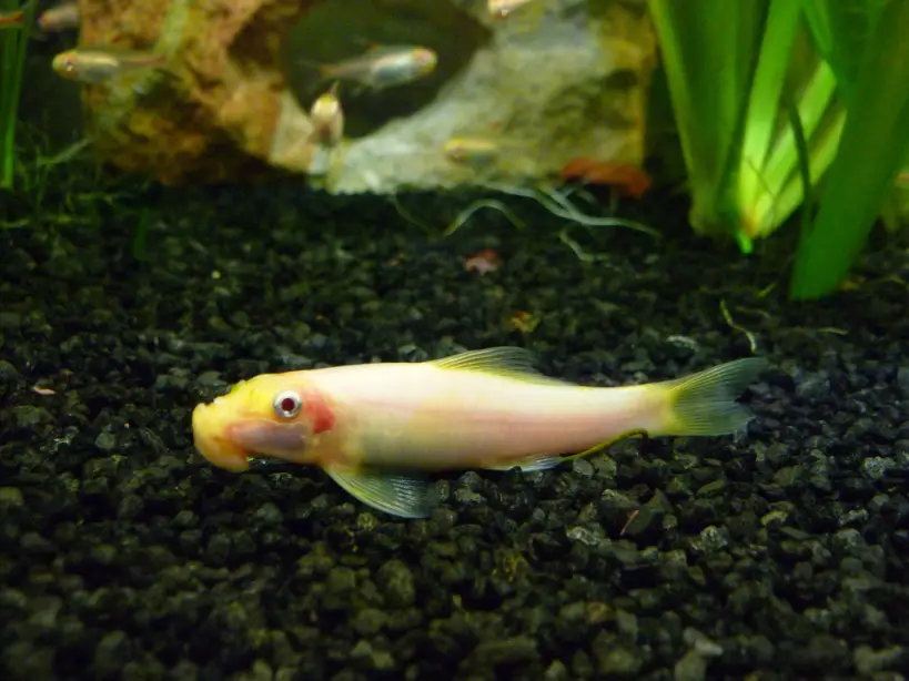 Аквариумная рыбка санитар. Гиринохейлус альбинос. Гиринохейлус сиамский. Гиринохейлус рыбка аквариумная. Гиринохейлус чистильщик.