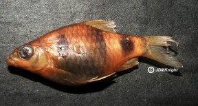 Pethia setnai Narayan Barb (Puntius setnai, Puntius narayani