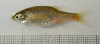 Microrasbora cf. rubescens – Flame Red ‘Rasbora’ — Seriously Fish
