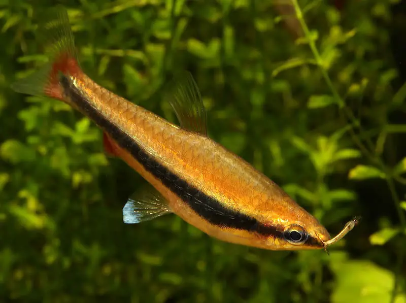 Nannostomus beckfordi – Golden Pencilfish (Nannostomus anomalus