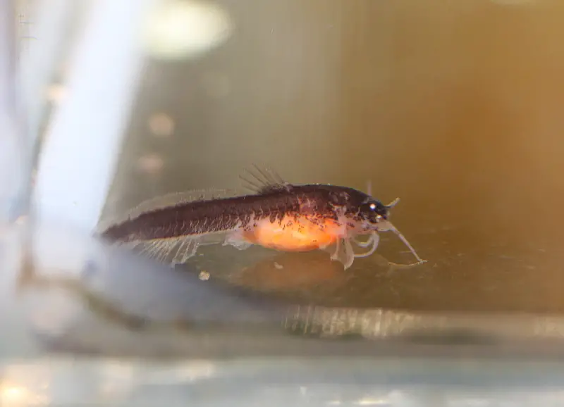 Akysis maculipinnis Spotfin Stream Catfish — Seriously Fish