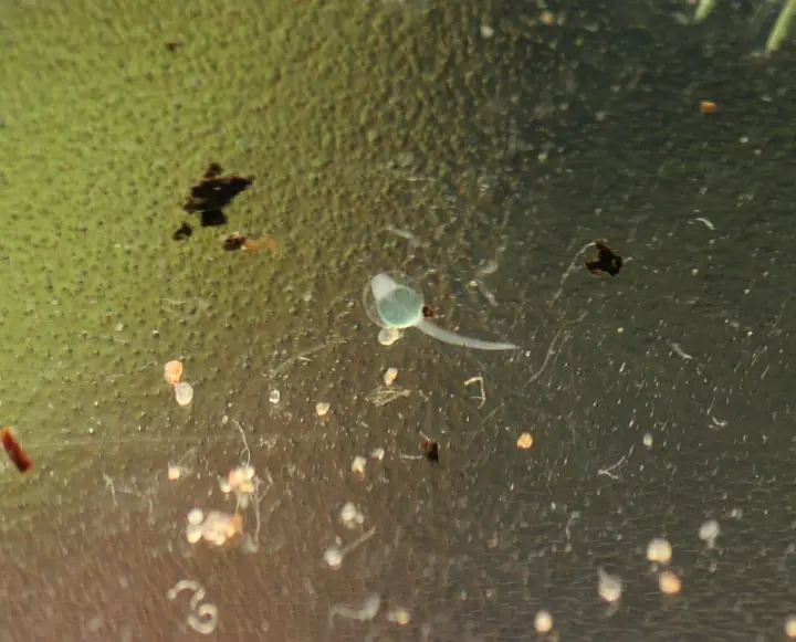 Akysis maculipinnis Spotfin Stream Catfish — Seriously Fish