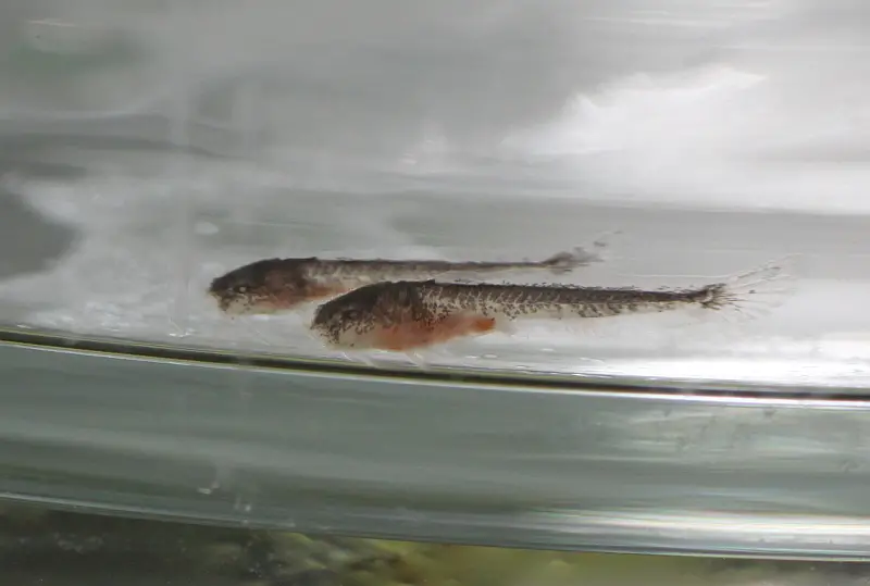 Akysis maculipinnis Spotfin Stream Catfish — Seriously Fish