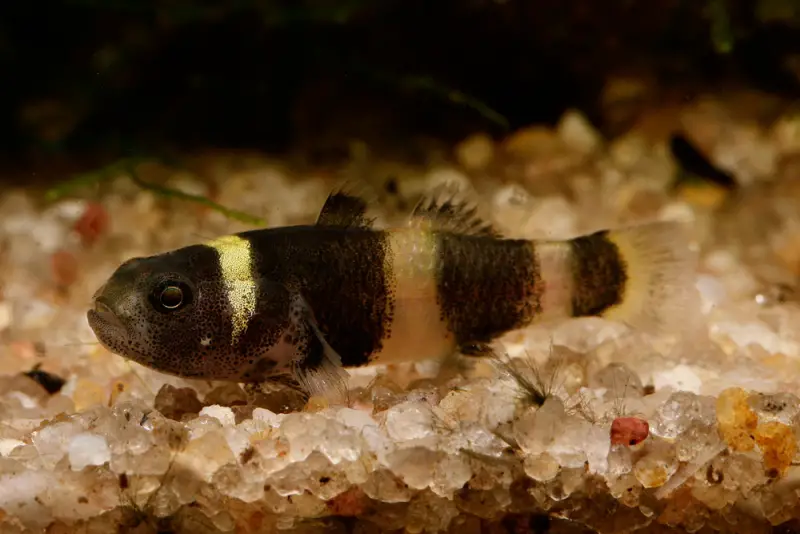 Бычок пчелка рыбки аквариумные. Аквариумный бычок пчелка. Бычок брахигобиус. Brachygobius xanthozona. Бычок пчелка.