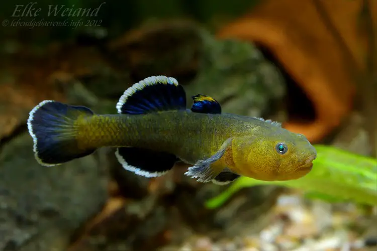 chlamydogobius eremius desert goby gobius eremius seriously fish