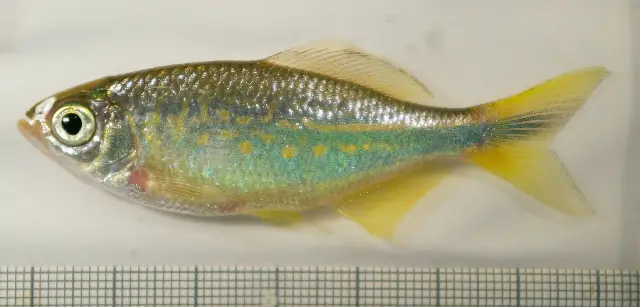 Devario devario Bengal Danio (Danio devario; Devario cyanotaenia