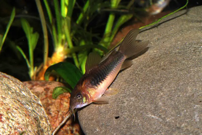 Corydoras aeneus Bronze Cory (Corydoras schultzei, Corydoras venezuelanus) — Seriously Fish