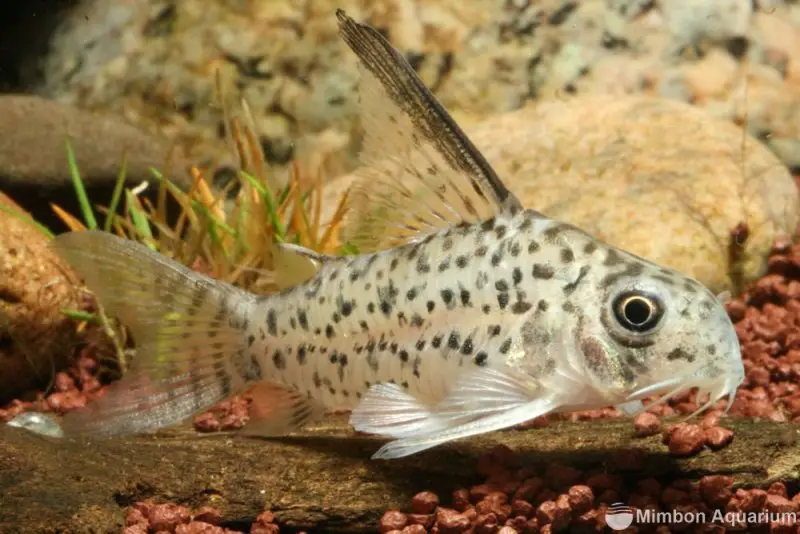 Corydoras armatus (Callichthys armatus) — Seriously Fish