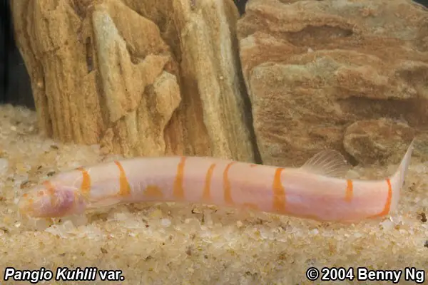 Kuhli Loach - Acantophthalmus (pangio) kuhli