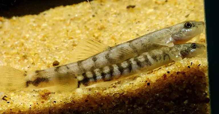 Schistura devdevi – Saddleback Loach (Noemacheilus devdevi, Nemacheilus ...